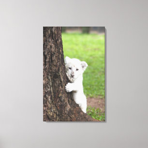 Impressão Em Tela Cubo de leão branco escondido atrás de uma árvore.