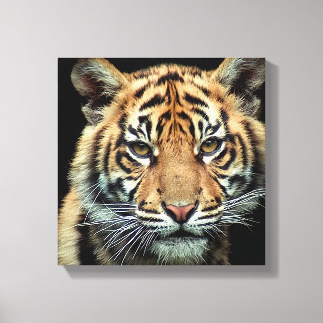 Impressão Em Tela Cubo de Tigre Ameaçado (Frente)