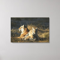 Cubo de Tigres (Panthera tigris) deitado em seu