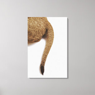 Impressão Em Tela Cubo-leão (Panthera leo) contra branco 2