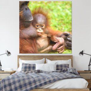 Impressão Em Tela Cuddle da Mãe de Orangutan, cerejada