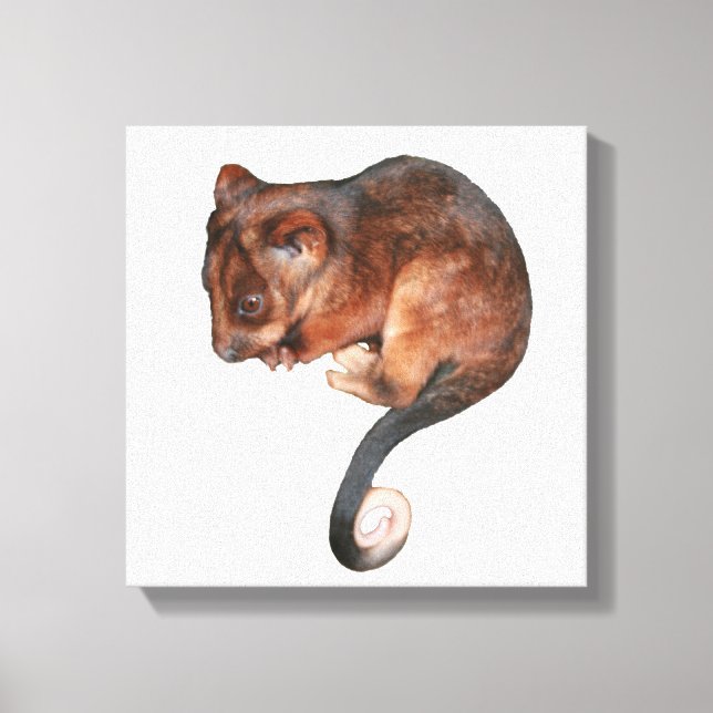 Impressão Em Tela Cueca Bebê Ringtail Tela Possum (Frente)