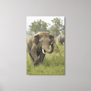 Impressão Em Tela Cumprimento do Elefante Asiático Indiano