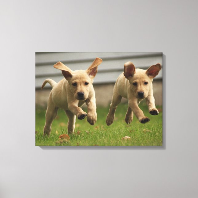 Impressão Em Tela Cuppies Amarelos Labrador em Execução (Frente)