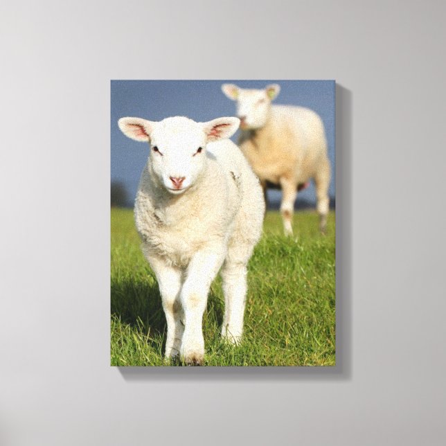 Impressão Em Tela Curioso Lamb (Frente)