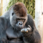 IMPRESSÃO EM TELA CUTE GORILLA<br><div class="desc">Preciso de uma manicura! O que mais este lindo gorila estaria pensando?</div>