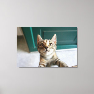 Impressão Em Tela Cutest Baby Animals   Cute Tabby Kitten