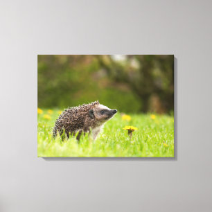 Impressão Em Tela Cutest Baby Animals European Hedgehog