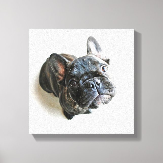 Impressão Em Tela Cutest Baby Animals | French Bulldog Look Up (Frente)