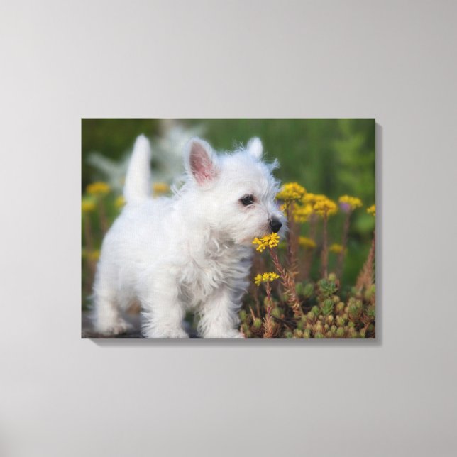 Impressão Em Tela Cutest Baby Animals | West Highland White Terrier (Frente)