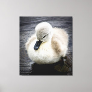 Impressão Em Tela Cygnet da cisne   do bebê
