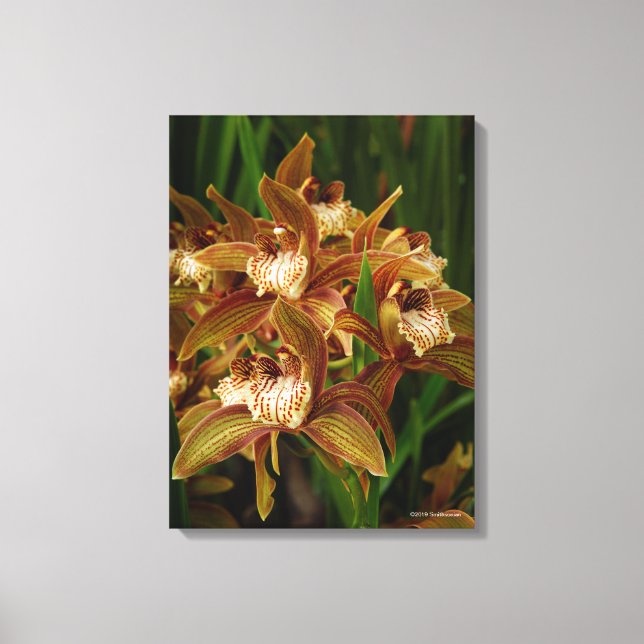 Impressão Em Tela Cymbidium tracyanum (Frente)