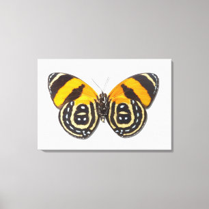 Impressão Em Tela Cynosura de Catagramma