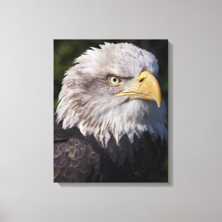 Impressão em Tela da Águia Americana