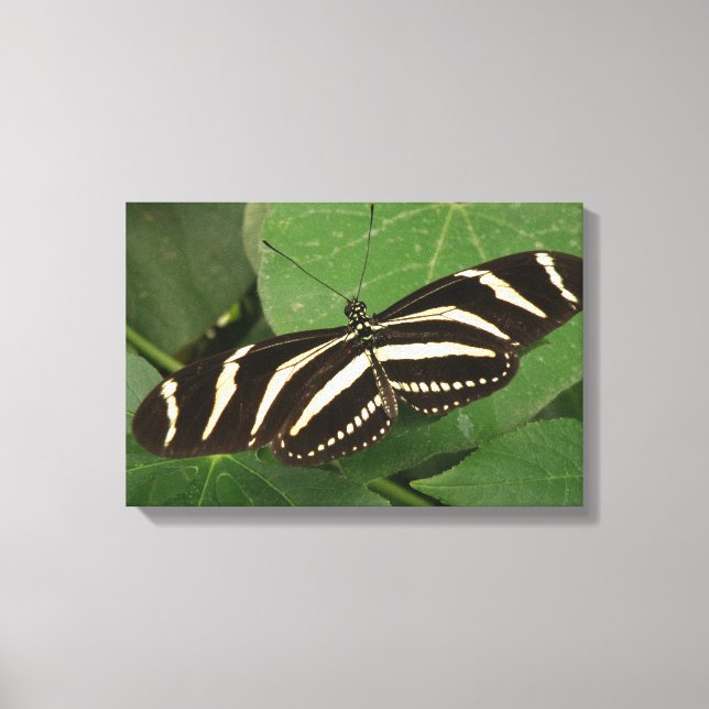 Impressão em Tela da Borboleta Zebra Longwing (Frente)