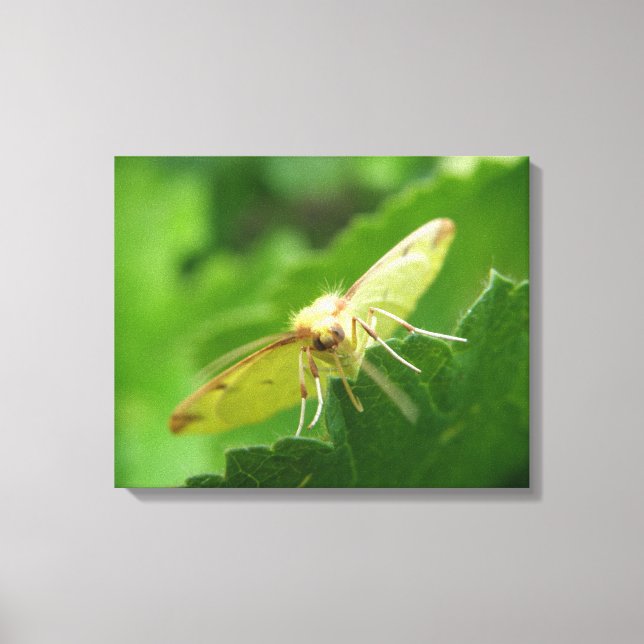 Impressão em Tela da Mariposa Enxofre (Frente)