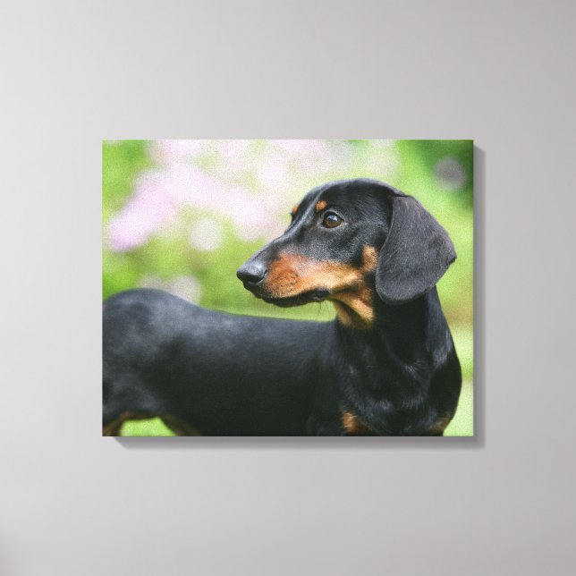 Impressão Em Tela Dachshund 2 para Mídia Negra (Frente)