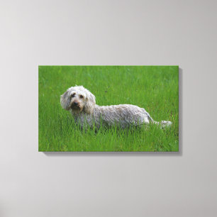 Impressão Em Tela Dachshund Padrão de Cabelo Fio em Grass