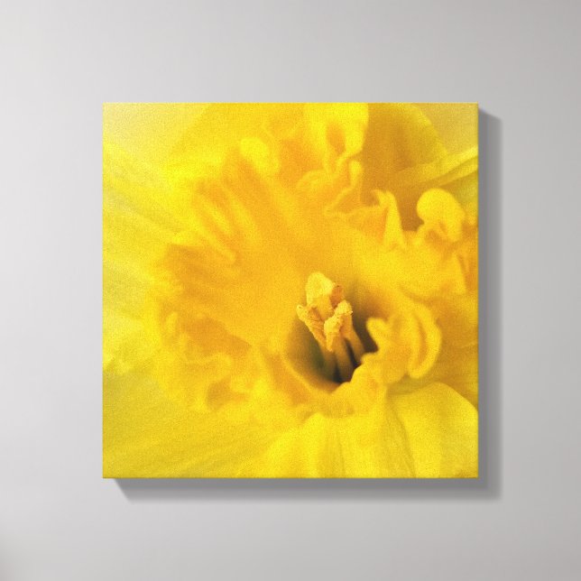 Impressão Em Tela daffodilo amarelo (Frente)