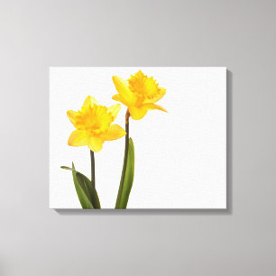 Impressão Em Tela Daffodils amarelos no branco - vazio da flor do