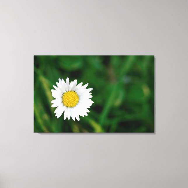 Impressão Em Tela Daisy (Frente)