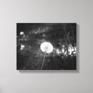 Impressão Em Tela Dandelion preto e branco no mato 11x14
