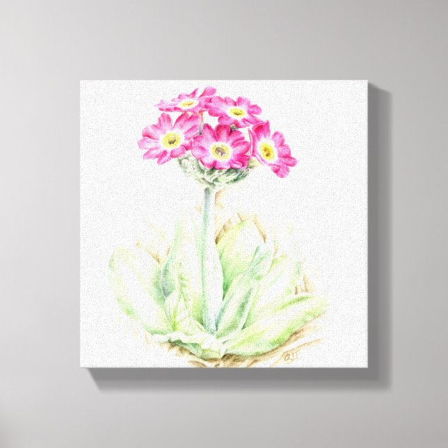 Impressão em tela de arte fina de Primula rosa (Frente)