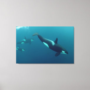 Impressão Em Tela De "canvas da baleia assassino" da orca