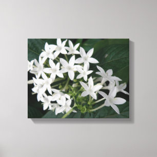 Impressão em Tela de Flores Tropicais Brancas Lind