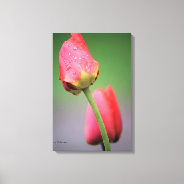 Impressão em Tela de Fotografia de Tulipas Rosa (Frente)