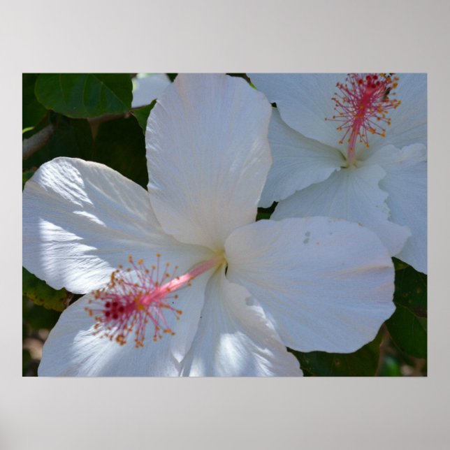 Impressão em Tela de Fragrância Floral (Frente)