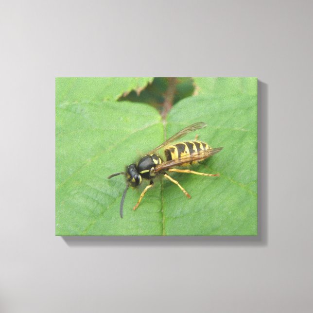 Impressão em Tela de Hoverfly em uma Folha (Frente)