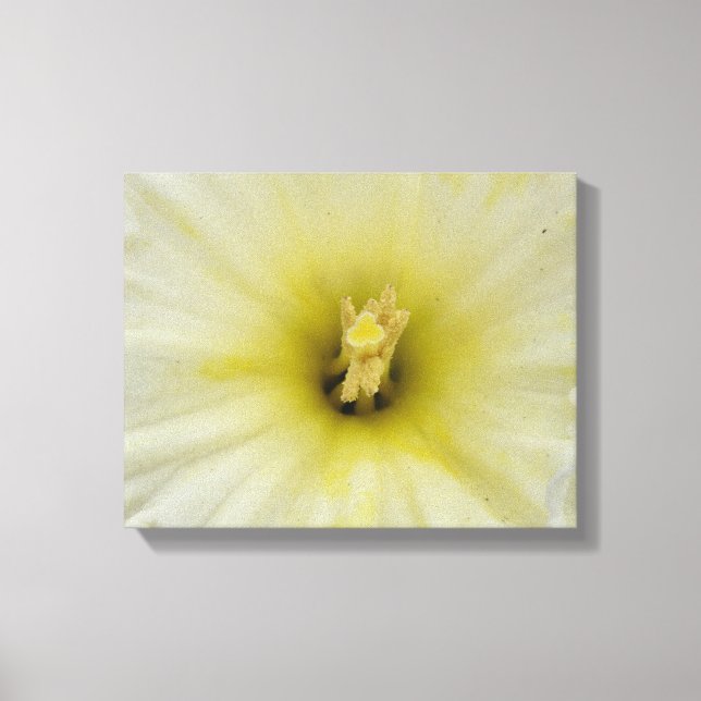 Impressão em Tela de Narciso Pálido Bonito (Frente)
