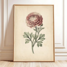 Impressão em Tela de Ranunculus Botânico