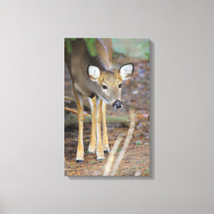 Impressão Em Tela Deer, Ohio