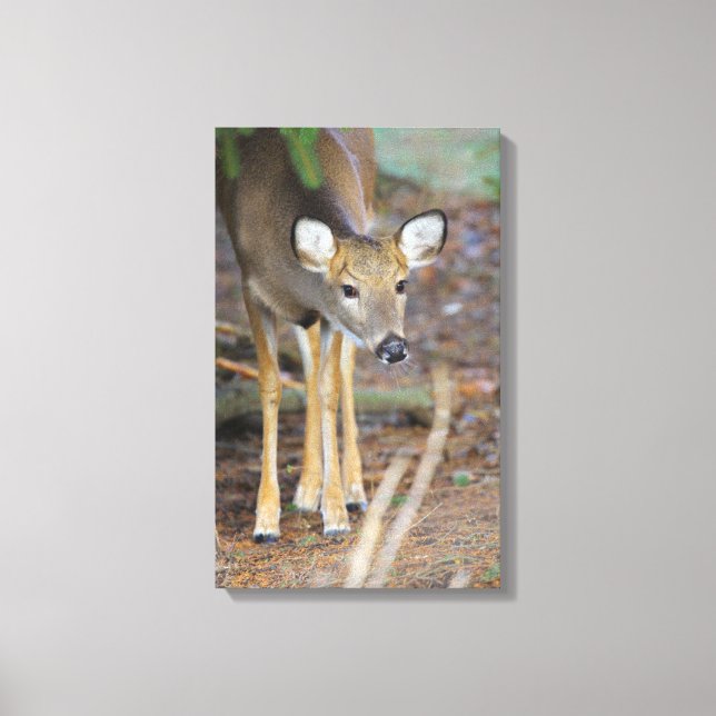 Impressão Em Tela Deer, Ohio (Frente)