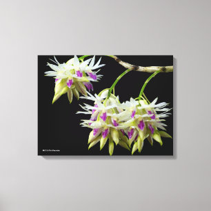 Impressão Em Tela Dendrobium Amethystoglossum