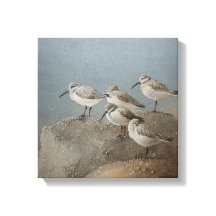 Descanso de Sanderlings #2 Pintura de Ezartesa