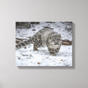 Impressão Em Tela Desengaço de Cub do leopardo de neve