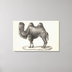 Impressão Em Tela Desenho de Brodtmann Camel