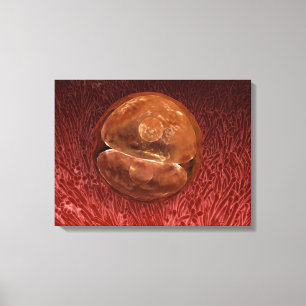 Impressão Em Tela Desenvolvimento de Zygote: 24-36 Horas