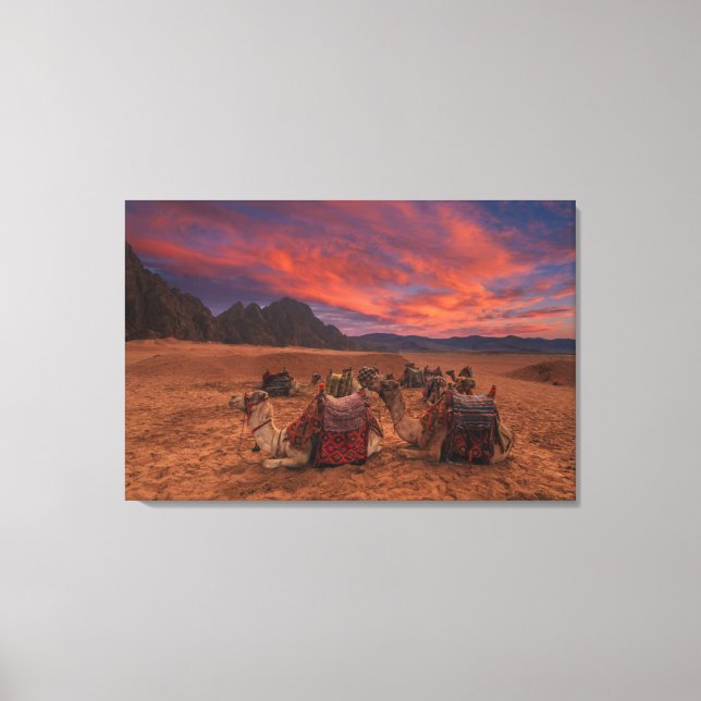 Impressão Em Tela Deserts | Camels Sinai Mountains Egypt (Frente)