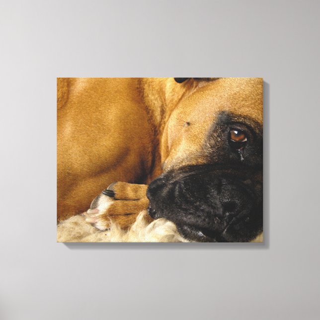 Impressão Em Tela Detalhe de um Boxer (Frente)