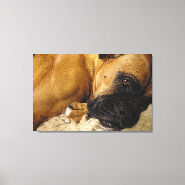 Impressão Em Tela Detalhe de um Boxer (Frente)