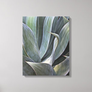 Impressão Em Tela Detalhe desvanecido de Succulant, 2017