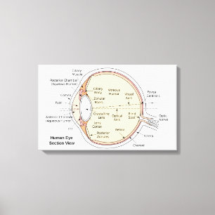 Impressão Em Tela Diagrama anatômico da bola do olho humano das