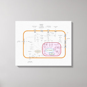 Impressão Em Tela Diagrama das vias de transdução de sinal do gene c