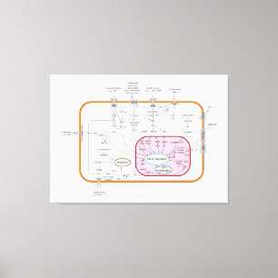 Impressão Em Tela Diagrama das vias de transdução do sinal do gene c