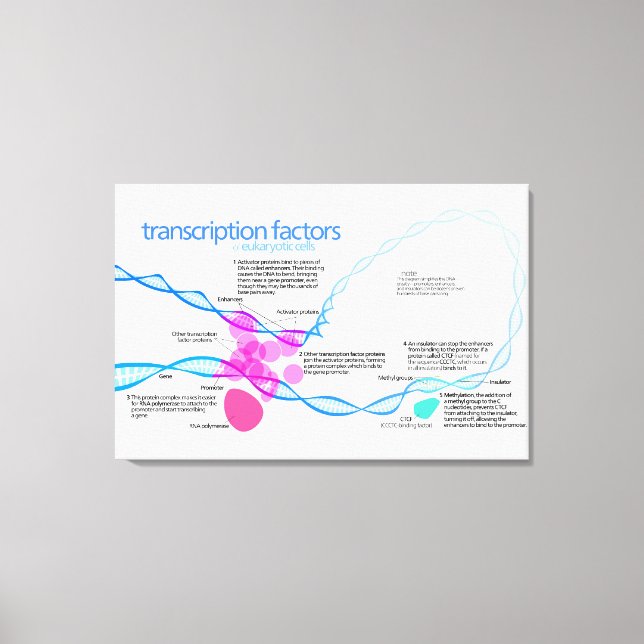 Impressão Em Tela Diagrama de Fatores de Transcrição de Genes Celula (Frente)