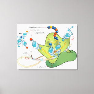 Impressão Em Tela Diagrama de moléculas de tRNA mRNA Ribossomo prote